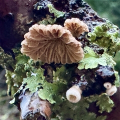 Schizophyllum commune at Bright, VIC - 9 Jun 2025 07:58 AM