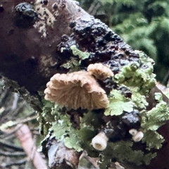 Schizophyllum commune at Bright, VIC - 9 Jun 2025 07:58 AM