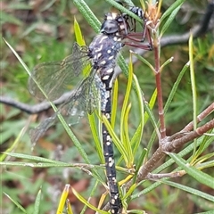 Austroaeschna obscura (Sydney Mountain Darner) at Bargo, NSW - 7 Jan 2023 by Snows