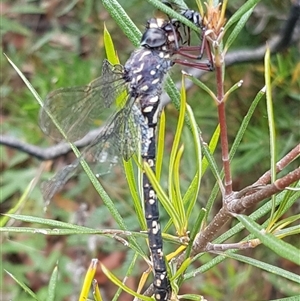 Austroaeschna obscura at Bargo, NSW - 7 Jan 2023 by Snows