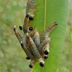Pseudoperga sp. (genus) at Bargo, NSW - 7 Jan 2023 by Snows