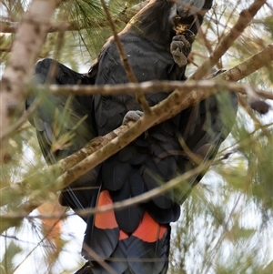 Calyptorhynchus lathami lathami at Bargo, NSW - suppressed