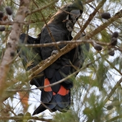 Calyptorhynchus lathami lathami at Bargo, NSW - suppressed