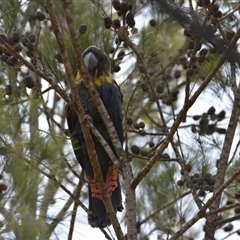 Calyptorhynchus lathami lathami at Bargo, NSW - suppressed