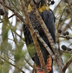 Calyptorhynchus lathami lathami at Bargo, NSW - suppressed