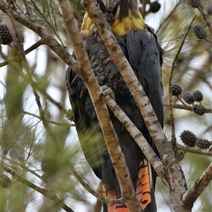Calyptorhynchus lathami lathami at Bargo, NSW - suppressed