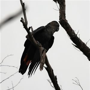 Calyptorhynchus lathami lathami (Glossy Black-Cockatoo) at Bargo, NSW - 4 Jan 2023 by Snows