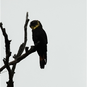 Calyptorhynchus lathami lathami at Bargo, NSW - 4 Jan 2023 10:57 AM
