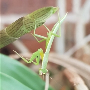 Orthodera ministralis at Bargo, NSW - 2 Jan 2023 11:00 AM