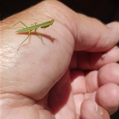 Orthodera ministralis at Bargo, NSW - 2 Jan 2023 11:00 AM