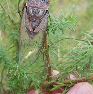 Thopha saccata at Bargo, NSW - 29 Dec 2023 11:03 AM