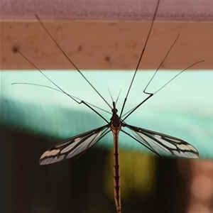 Gynoplistia sp. (genus) at Bargo, NSW - 1 Jan 2023 by Snows