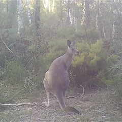 Macropus giganteus (Eastern Grey Kangaroo) at Bargo, NSW - 9 Dec 2022 by Snows