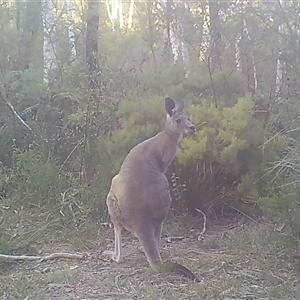 Macropus giganteus at Bargo, NSW - 9 Dec 2022 11:13 AM