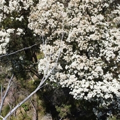 Melaleuca linariifolia at Bargo, NSW - 21 Dec 2022 11:15 AM
