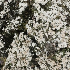 Melaleuca linariifolia at Bargo, NSW - 21 Dec 2022 11:15 AM