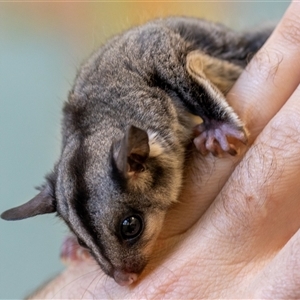 Petaurus notatus at Bargo, NSW - 26 Nov 2022 11:20 AM
