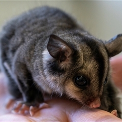 Petaurus notatus at Bargo, NSW - 26 Nov 2022 11:20 AM