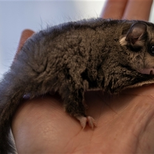 Petaurus notatus at Bargo, NSW - 26 Nov 2022 11:20 AM
