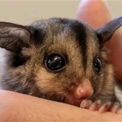 Petaurus notatus at Bargo, NSW - 26 Nov 2022 11:20 AM