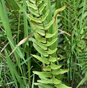 Pellaea falcata (Sickle Fern) at Bargo, NSW - 2 Dec 2022 by Snows