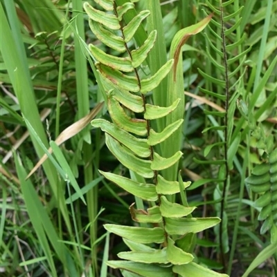 Pellaea falcata (Sickle Fern) at Bargo, NSW - 2 Dec 2022 by Snows