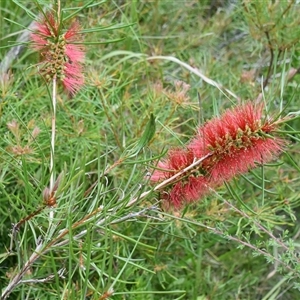 Melaleuca linearis (Narrow-leaved Bottlebrush) at Bargo, NSW - 2 Dec 2022 by Snows