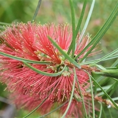 Melaleuca linearis at Bargo, NSW - 2 Dec 2022 11:27 AM