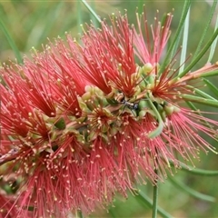 Melaleuca linearis at Bargo, NSW - 2 Dec 2022 11:27 AM