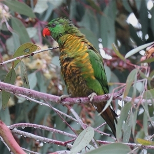 Trichoglossus chlorolepidotus at Wodonga, VIC - suppressed