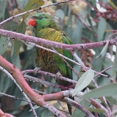 Trichoglossus chlorolepidotus at Wodonga, VIC - suppressed