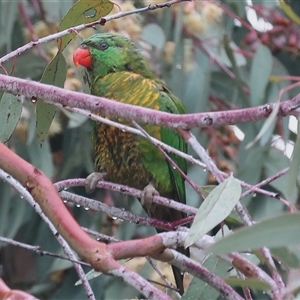 Trichoglossus chlorolepidotus at Wodonga, VIC - suppressed