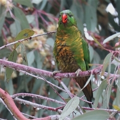 Trichoglossus chlorolepidotus at Wodonga, VIC - suppressed