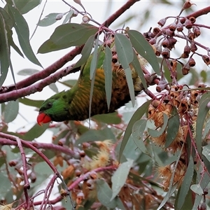 Trichoglossus chlorolepidotus at suppressed - suppressed