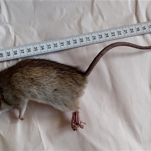 Rattus rattus at Gundaroo, NSW - 31 May 2025 by MaartjeSevenster