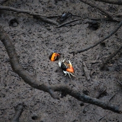 Unverified Crab at Thornton Beach, QLD - 3 Jun 2025 by mroseby