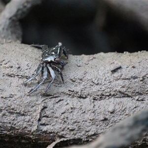 Unverified Crab at Cape Tribulation, QLD - 3 Jun 2025 by mroseby