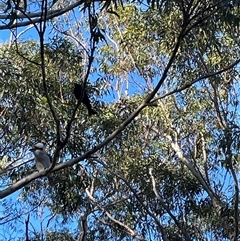 Dicrurus bracteatus at Dunbogan, NSW - 9 Jun 2025 12:45 PM