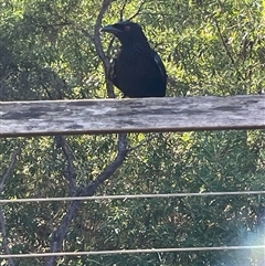 Dicrurus bracteatus at Dunbogan, NSW - 9 Jun 2025 12:45 PM