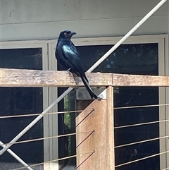 Dicrurus bracteatus at Dunbogan, NSW - 9 Jun 2025 12:45 PM
