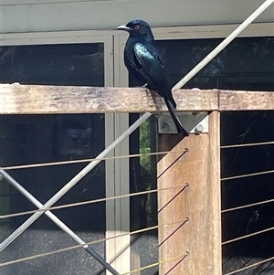 Dicrurus bracteatus at Dunbogan, NSW - 9 Jun 2025 12:45 PM