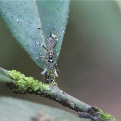 Aeschylia sp. (genus) at Cow Bay, QLD - 3 Jun 2025 by mroseby