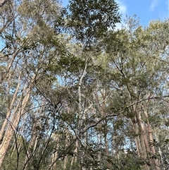 Alphitonia excelsa (Red Ash) at Bucketty, NSW - 9 Jun 2025 by MartinPredavec