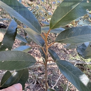 Alphitonia excelsa at Bucketty, NSW - 9 Jun 2025 10:03 AM