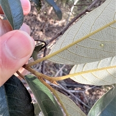 Alphitonia excelsa at Bucketty, NSW - 9 Jun 2025 10:03 AM