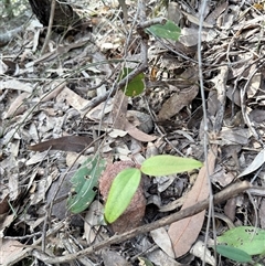 Smilax glyciphylla (Native Sarsaparilla) at Bucketty, NSW - 9 Jun 2025 by MartinPredavec