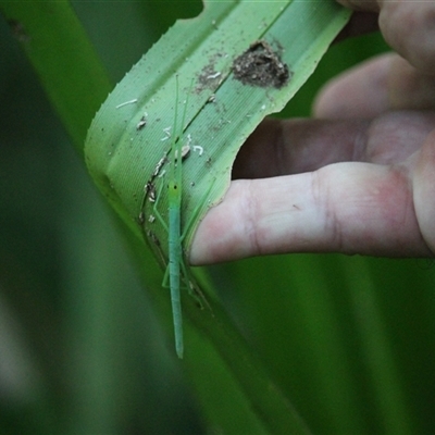 Megacrania batesii (peppermint stick insect) at Cape Tribulation, QLD - 3 Jun 2025 by mroseby