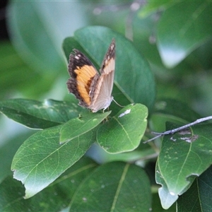 Yoma sabina at Kimberley, QLD - 3 Jun 2025 by mroseby