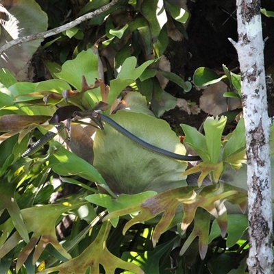 Dendrelaphis punctulatus (Green Tree Snake) at Diwan, QLD - 3 Jun 2025 by mroseby