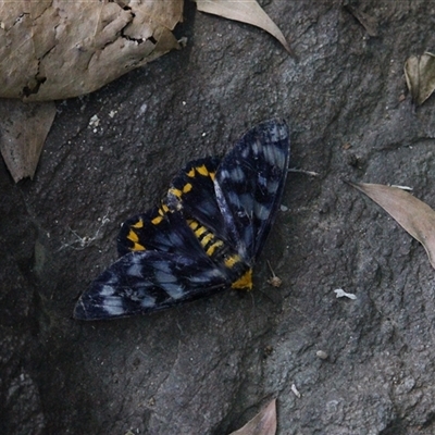 Dysphania numana (Four O'Clock Moth) at Port Douglas, QLD - 5 Jun 2025 by mroseby